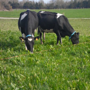 CRight_Teagasc_Friesian_Dairy cows_grazing mixed_sward_JC